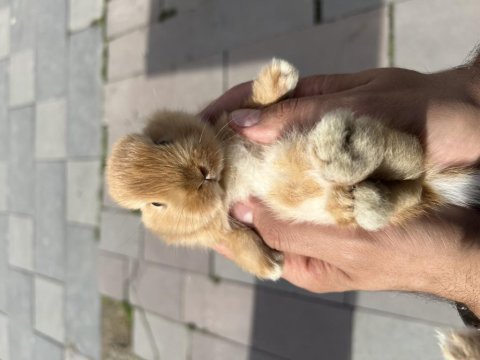 Cüce bebekler icin arayınız