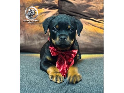 A şecereye sahip rottweiler yavrular