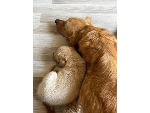 Dünya tatlısı golden retriever yavrularımız yuva arıyor