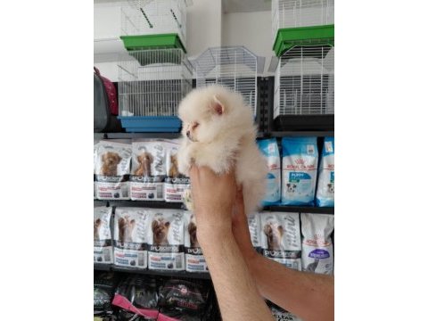 Pomeranian boo erkek yavrularımız