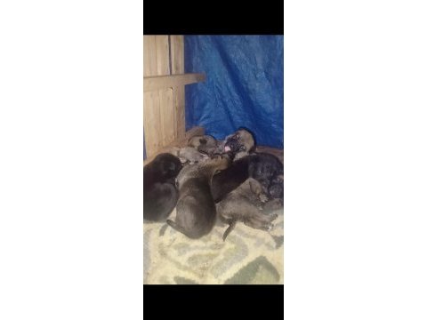 8 adet safkan belçika kurdu yavruları