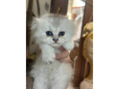 Bristh shorthair ve scotih fold yavrularimiz