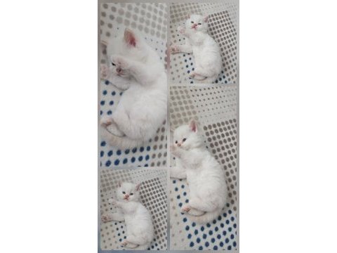 Ev ortamında büyümüş premıum kediler