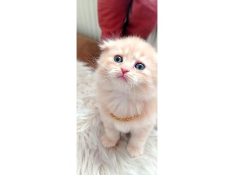 Çok tatlı ve sevecen bir yavru scottish fold