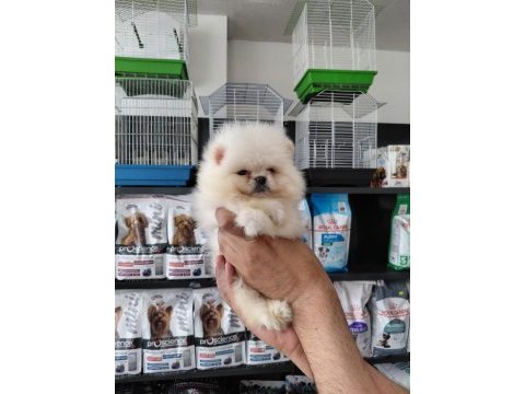 Pomeranian boo erkek yavrularımız