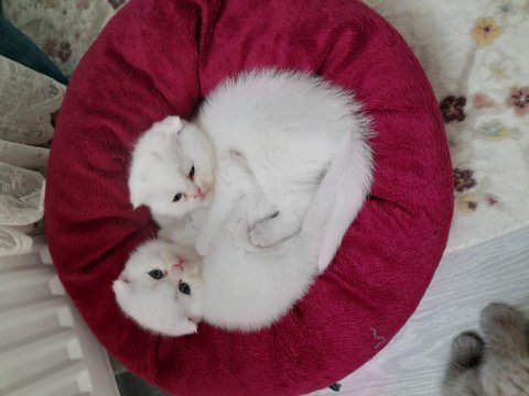 2 aylık scottish fold yavrular yeni yuvasını arıyor