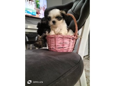 2 erkek shih tzu yavrular