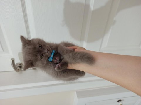 Sevimli oyuncu kucak delisi top kafa british shorthair
