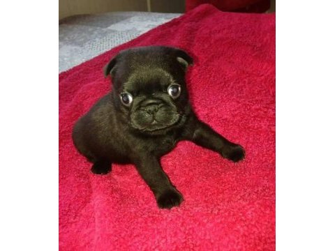Pug mops yavruları