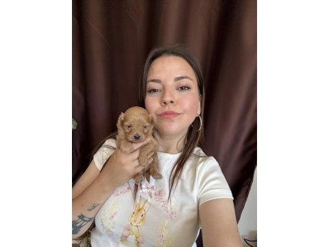Maltipoo yavru merkezinde ailesini bekliyor