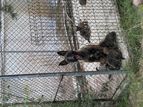 Malinois yavruları yalova