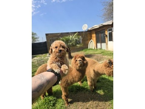 Sağlıklı maltipoo bebekler