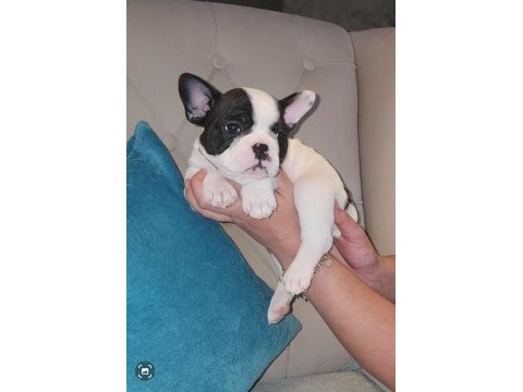 French bulldog yavrularımız
