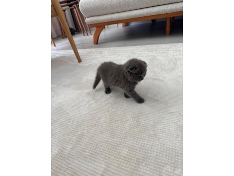 2 gri bebek scottish fold
