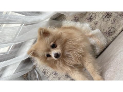 Pomeranian 9 aylık
