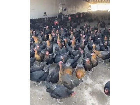 Genç yumurtlar durumda atkas lohman köy tavukları