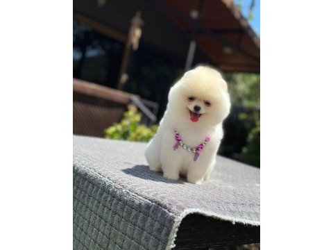 Pomeranian boo prenses