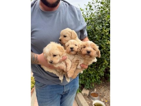 Kaçmayacak fırsat maltipoo