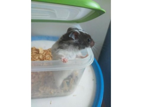 1.5 aylık yavru hamsterlar