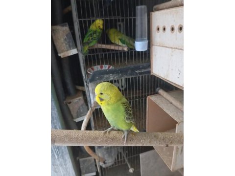 Sağlıklı muhabbet kuşları