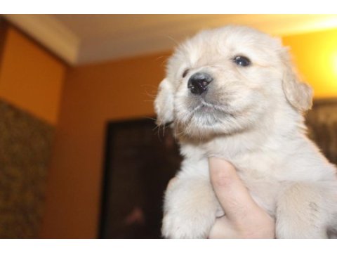 Baby face 3x yavrumuz var bakımlı