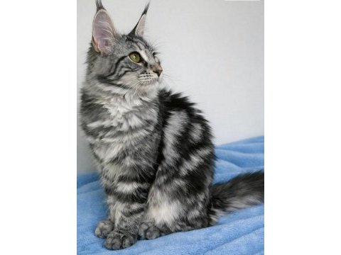 Maine coon saf kan silver tabby dişi