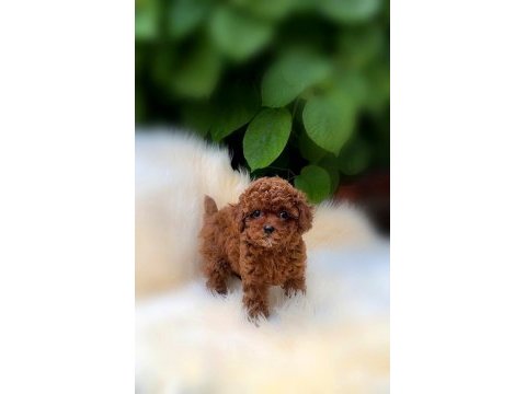 Safkan toy poodle yavruları