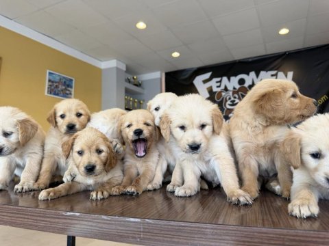 Baby face golden retrıewer yavruları safkan belgeli ankara