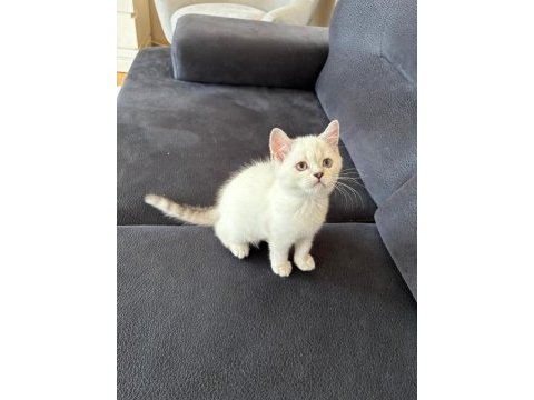 2 aylık british shorthair