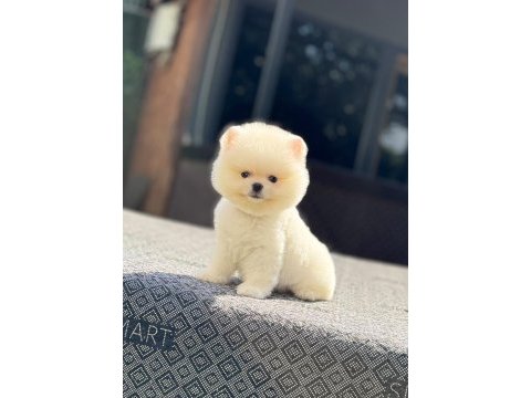 Dünyalar tatlısı mini boy beyaz pomeranian boo