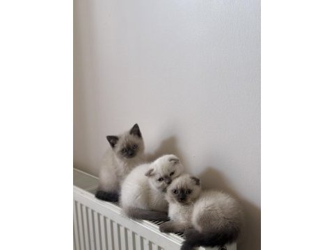 Scottish shorthair ve british shorthair blue point