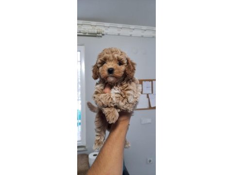 Yavru toy poodle