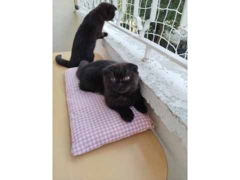 Scottish fold x ragdoll kırması