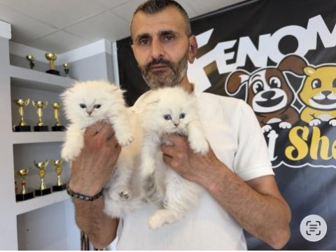 Çeşit çeşit orjinal ırk yavrular ankara mağaza görün