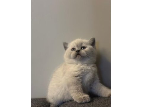 Top kafa british shorthair