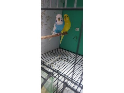 1 yaşında mavi sarı fanatik takım jumbo çift muhabbet kuşu