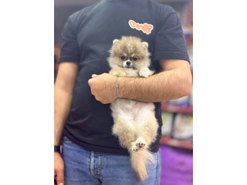 Pomeranian 3 aylık erkek