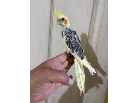 55 günlük pied sultan papağanı bebek