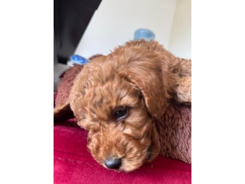 Sevimli toy poodle yavrumuz
