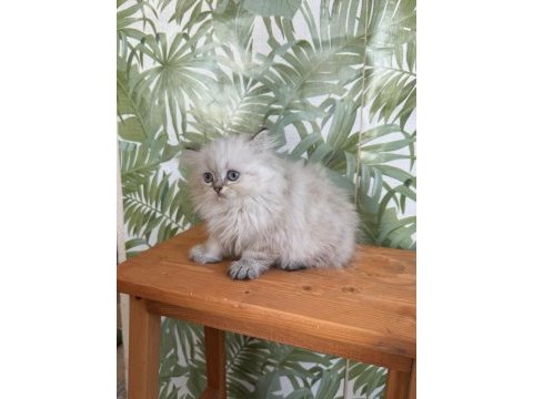 British longhair silver point dişi