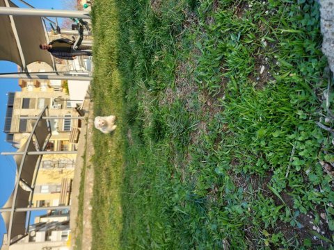 3aylık maltese terrier