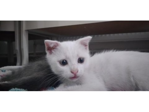 3-4 ay arası 3 tane erkek scottish fold