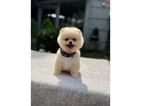 Sağlık ve ırk garantili pomeranian
