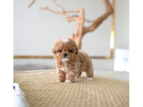 Tüy dokmeyen alerji yapmayan tek ırk maltipoo bebeklerim