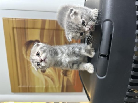 British shorthair yavru kediler