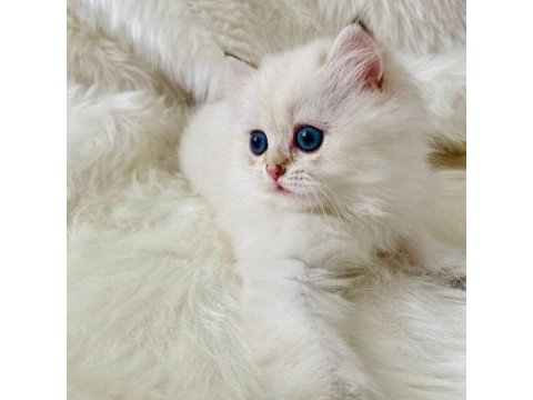 British longhair 2.5 aylık