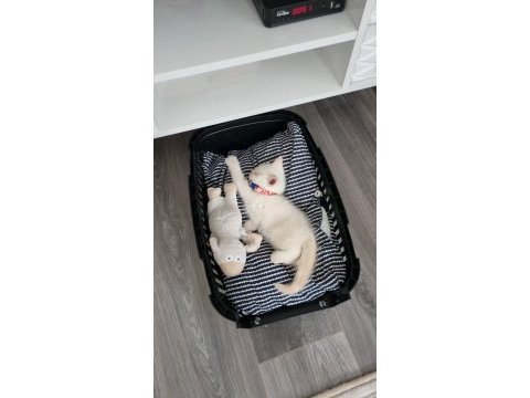 Scottish fold yavru kedimiz