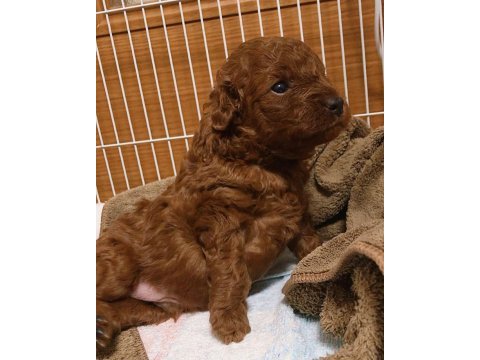 Toy poodle yavrumuz için ulaşın