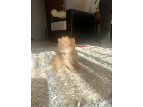 7. kuşak iran kedileri