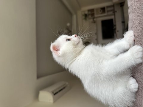 Dişi scottish fold uyguna verilecek çok güzel ve çok uysal